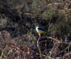 キセキレイ　１