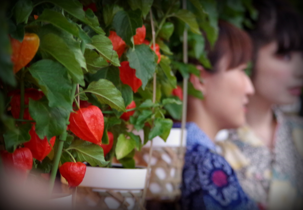 夏宵　神楽坂　２