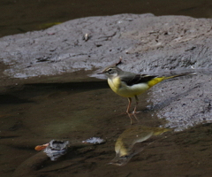 キセキレイ　１