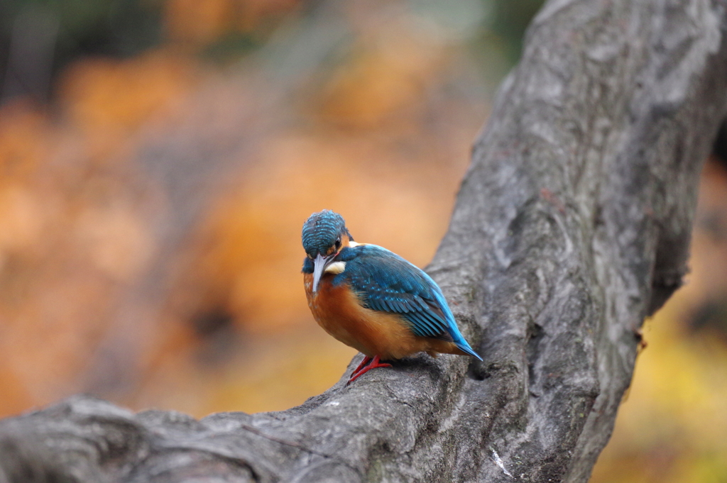 今年の取りは・・・