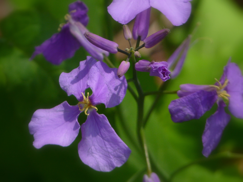 大根の花