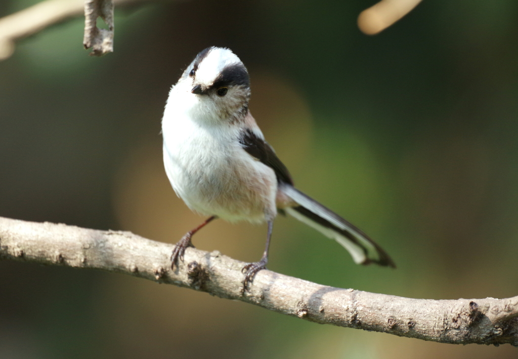 今日の野鳥　２