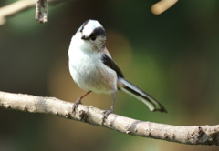 今日の野鳥　２