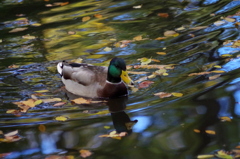 鳥撮り挑戦中（カモ）