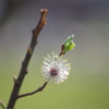 ネコヤナギの花　②