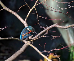 頭　かい～の！