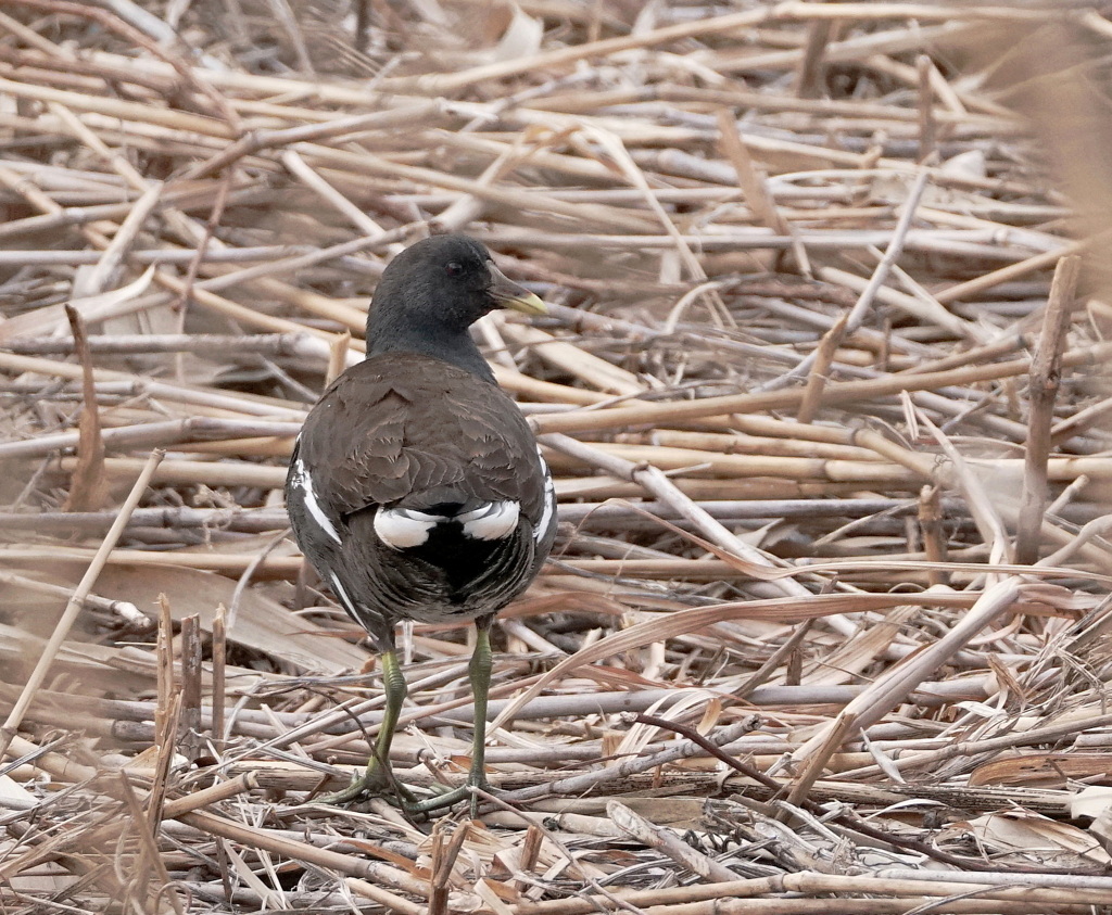 お～! 鳥ヒップバン