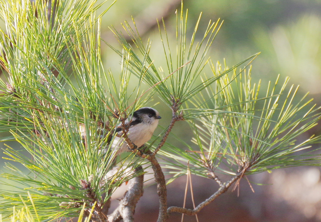 チクチク　(≧▽≦)