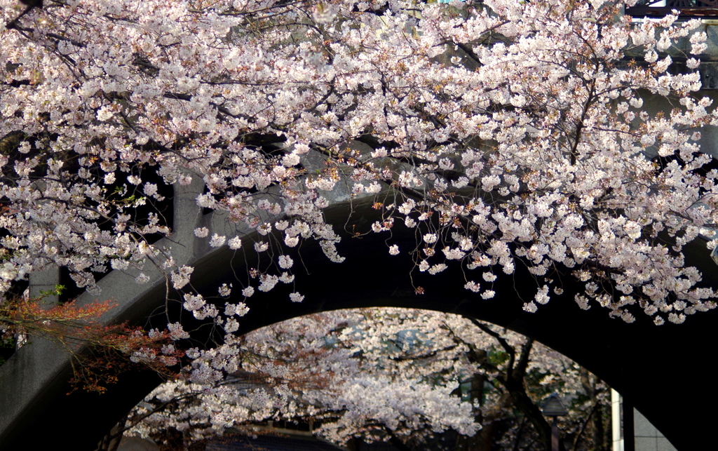 王子の桜　1