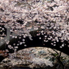 王子の桜　1