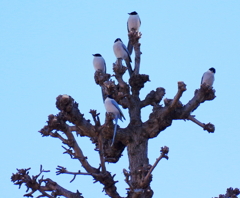 お山の大将たち