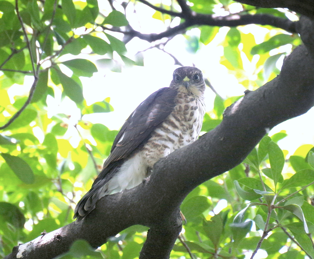 成長記録　７/１２　その１