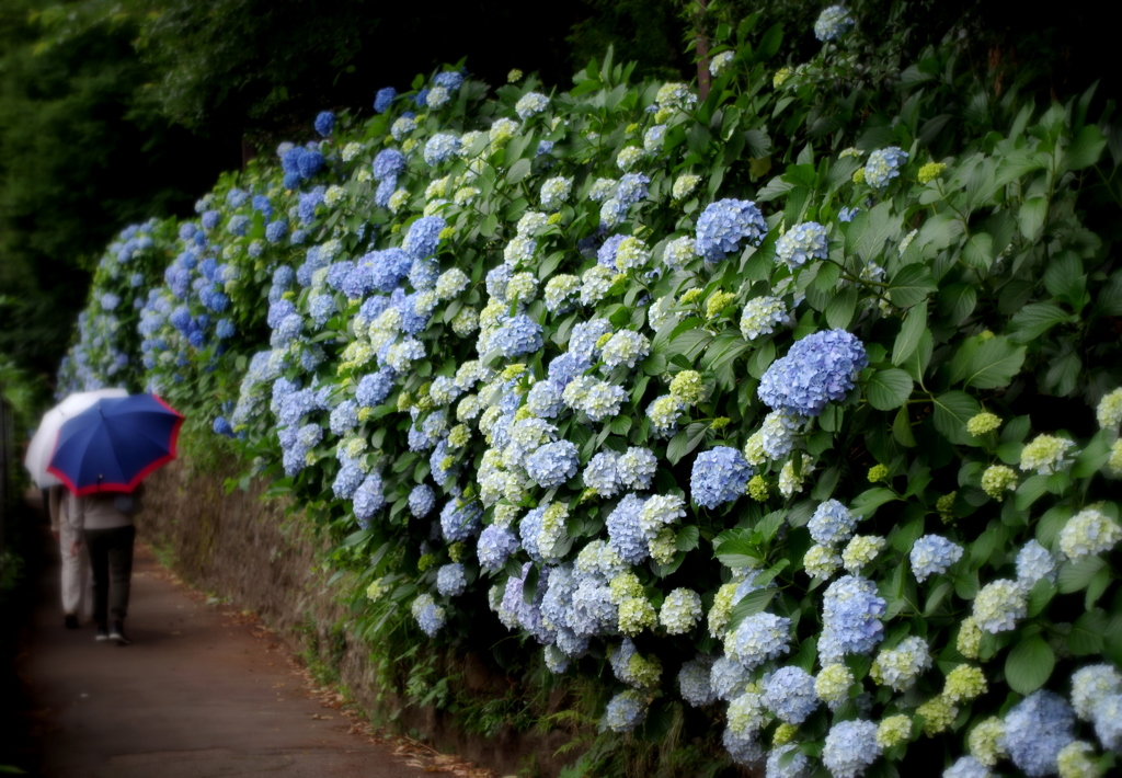 紫陽花小路
