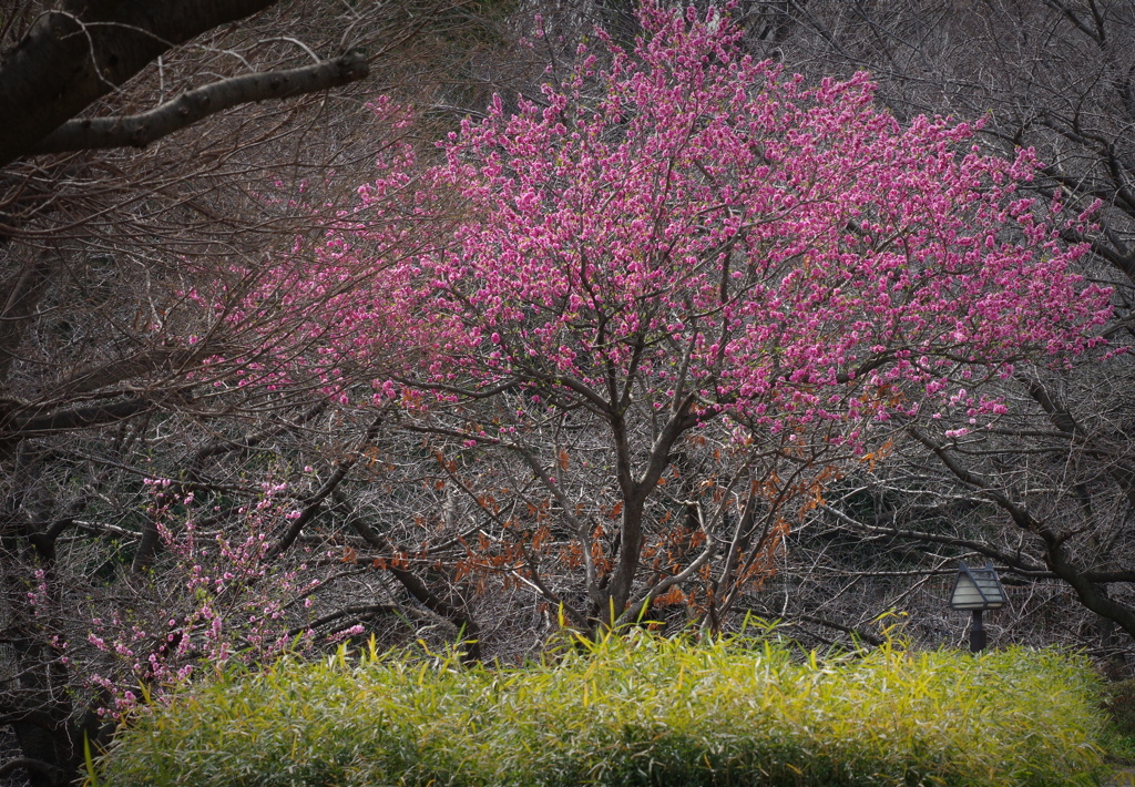 一本桜