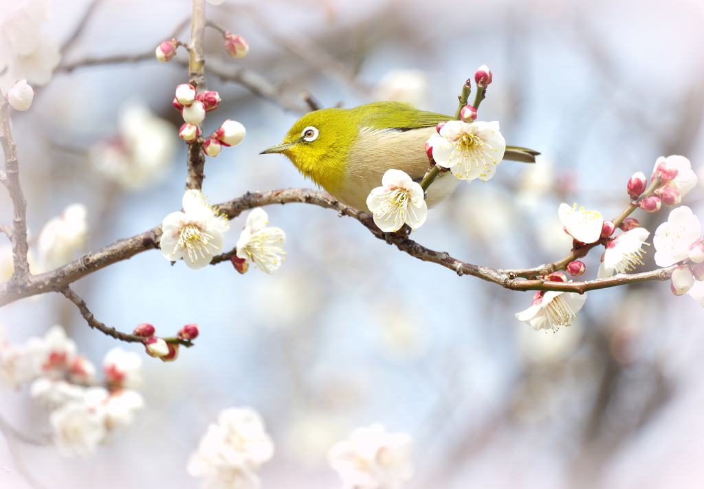 ウメジロー　１