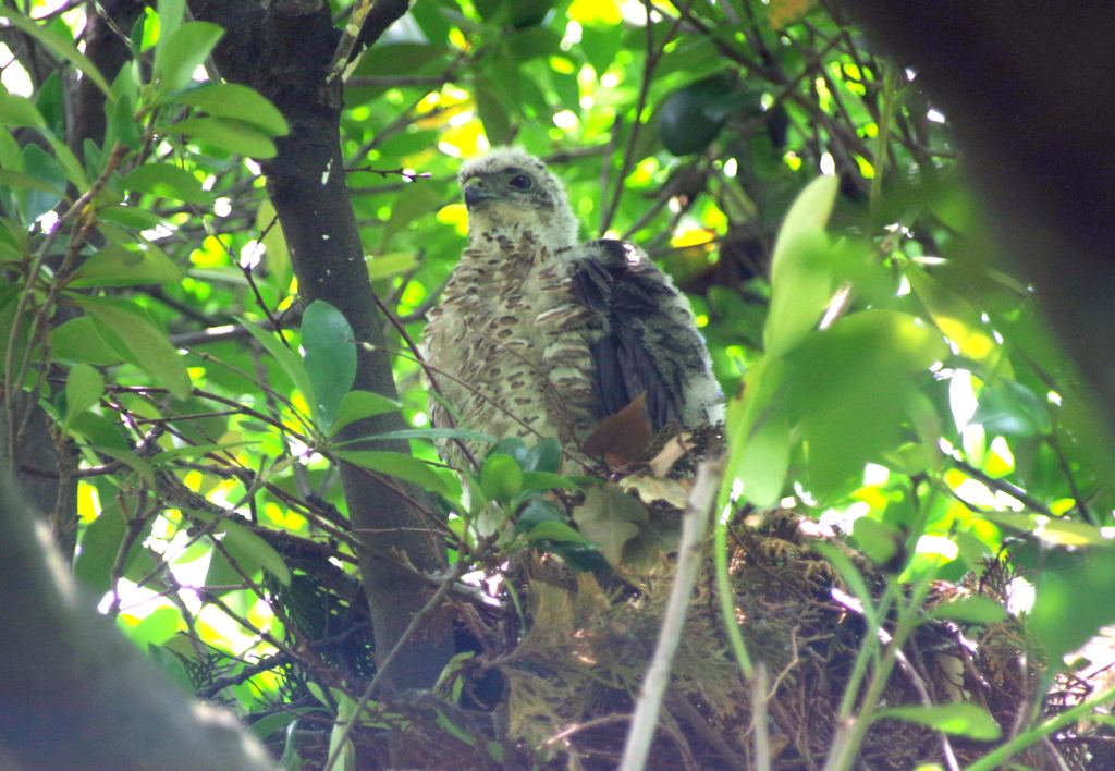 成長記録　７/２　その１