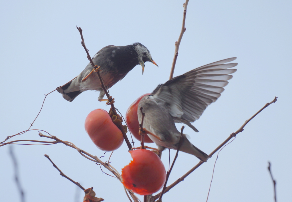 ムッ君のバトル