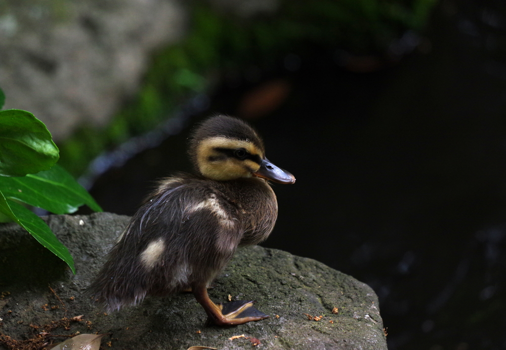 嗚呼　一人っ子