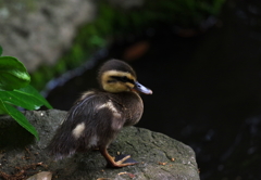 嗚呼　一人っ子