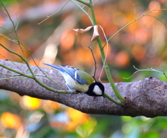好天に誘われて　　１