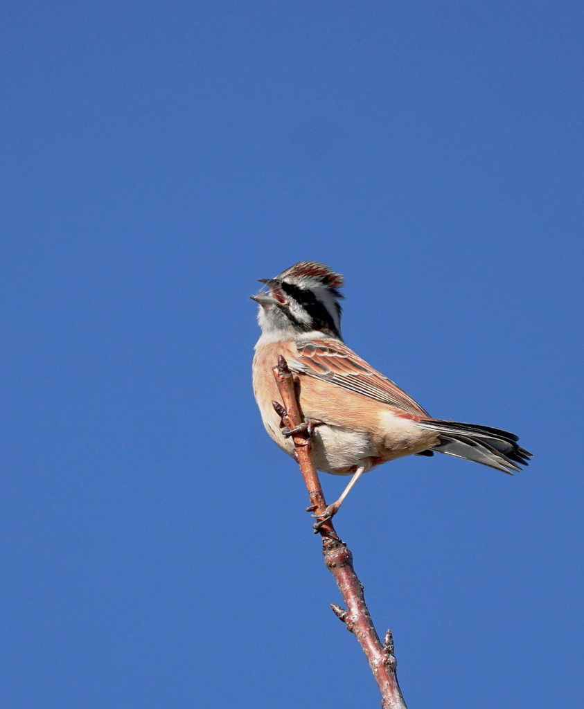 お口　ネバネバ　（≧∇≦）