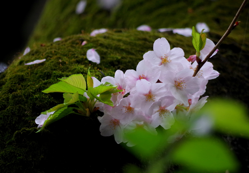 葉　桜　