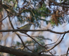 菊ちゃん　頂きましたが・・・　１