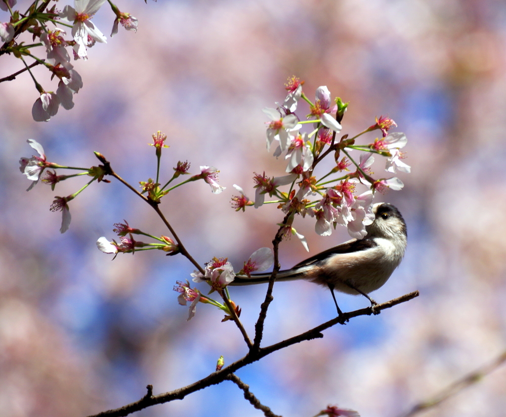 エナ桜