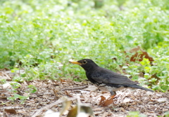 クロツグミ クロツグミ