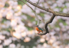 桜カワセミ　２