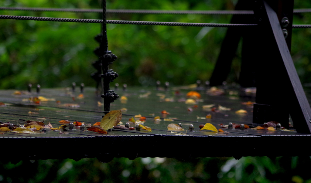 秋　雨 2　