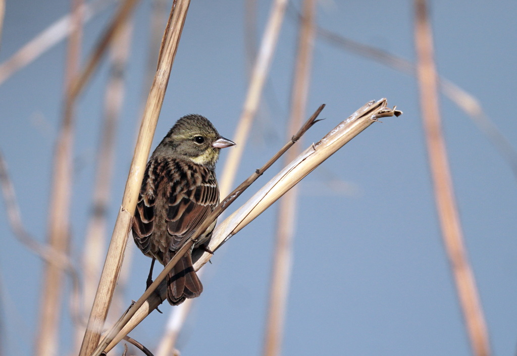 ホウジロ科の面々　４