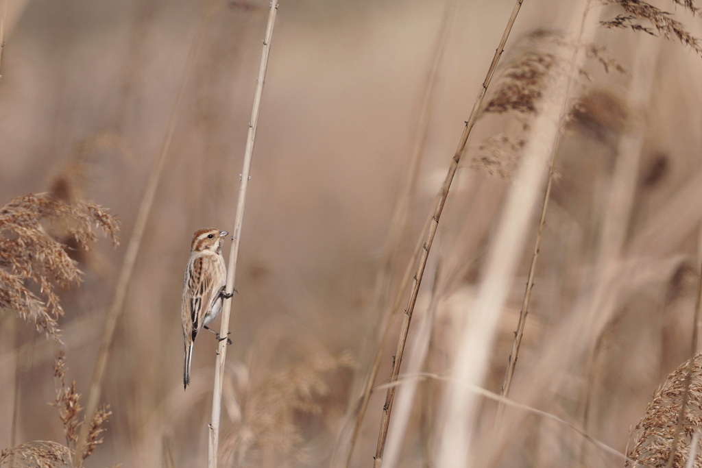 ホウジロ科の面々　５