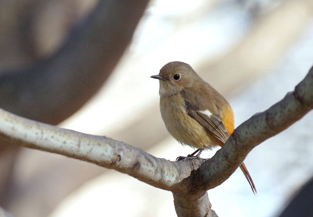 ジョビ子　ポートレート　１