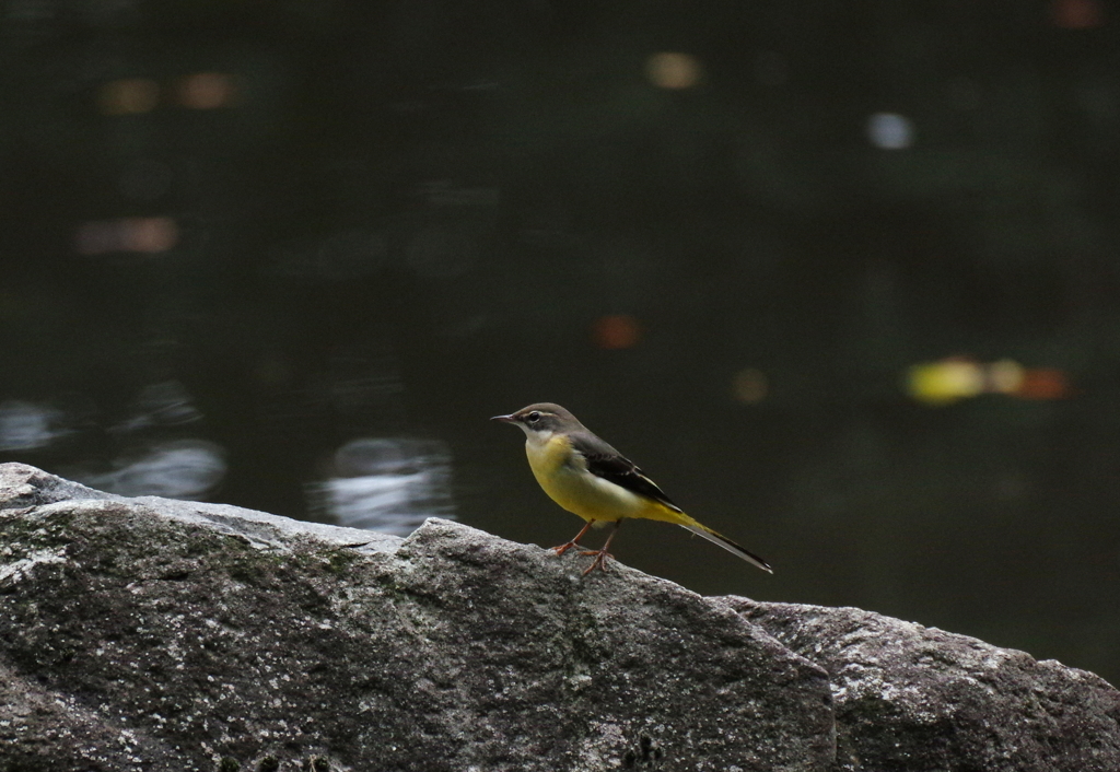 キセキレイ　２