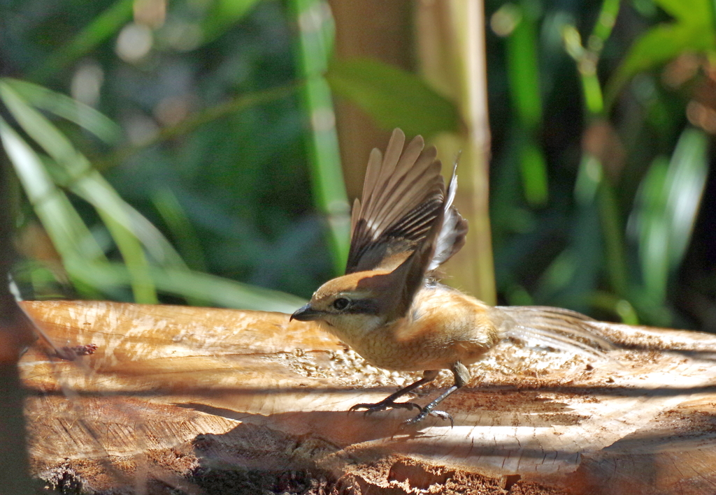 姫　飛びますわよ！（横）