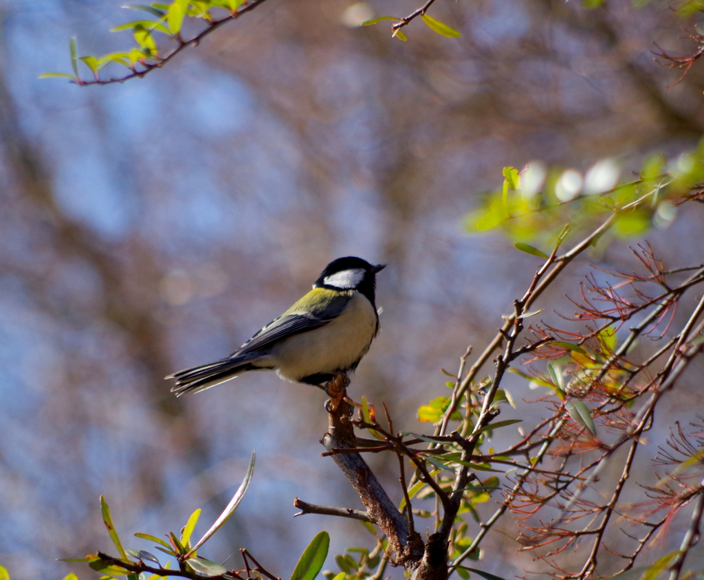 鳥撮り挑戦中(シジュウカラ)　