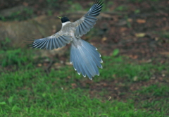 Wind is blowing  from  the Aegean