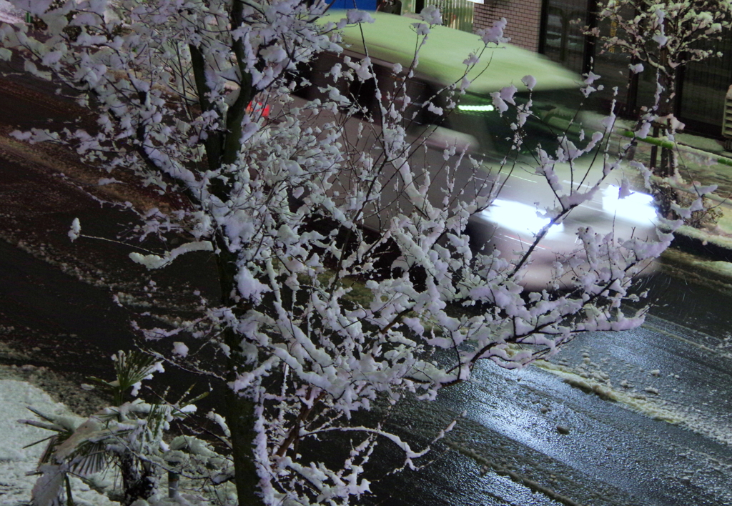 東京にも雪が降る　２　(((^_^;)