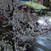 東京にも雪が降る　２　(((^_^;)