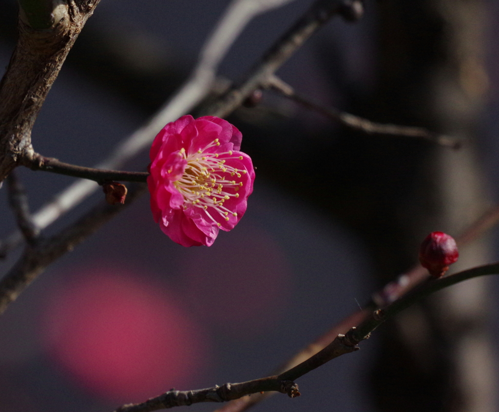 春告げ花