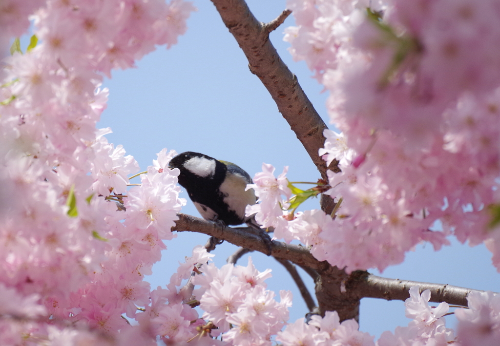 四十桜