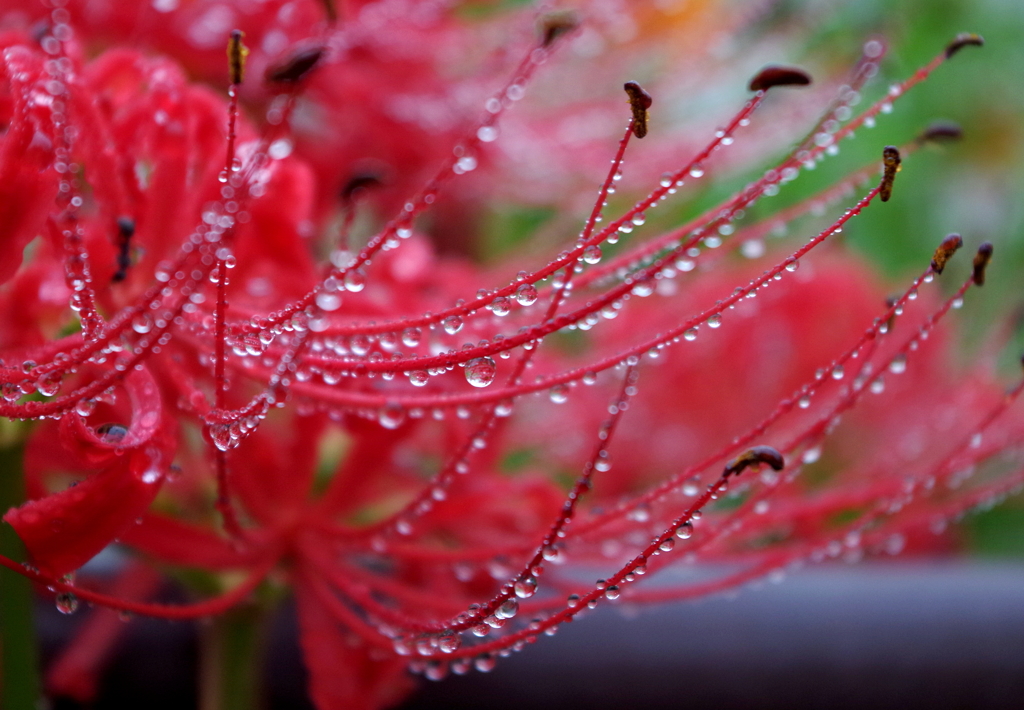 彼岸梅雨　