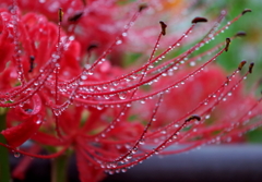 彼岸梅雨　