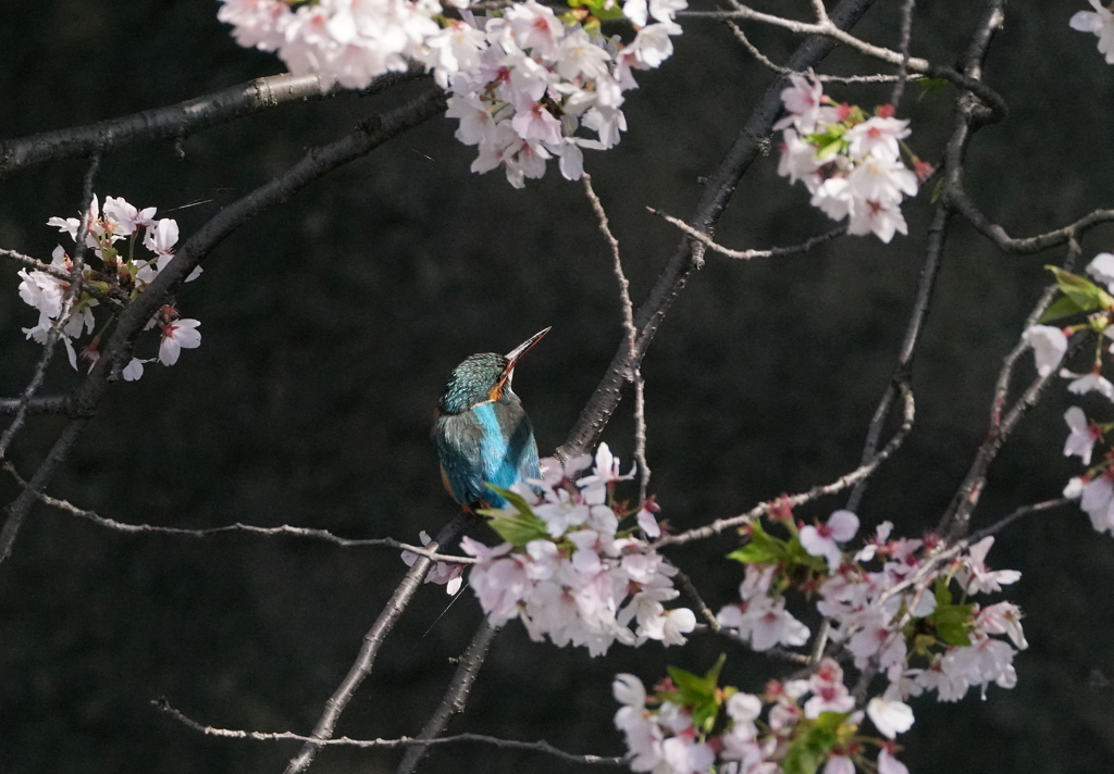 荒天にめげず