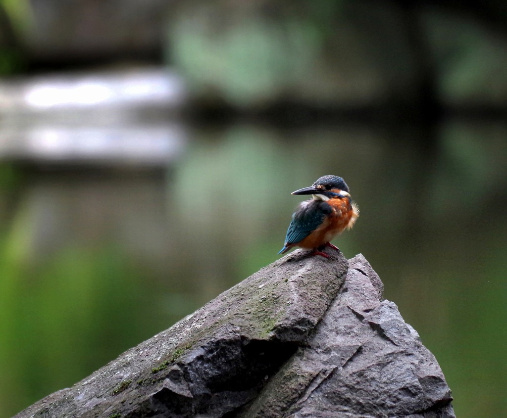 ９月のカワ君　１