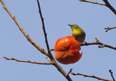 カキジロー