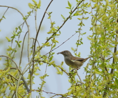 河川敷散歩　１２