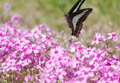 芝　桜　２