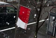 (速報)東京下町に雪が降る(*^^*)